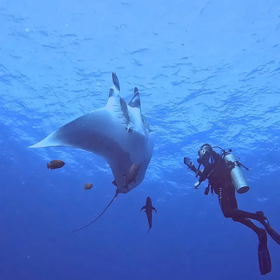 Diver over the reef of the Mexican Caribbean