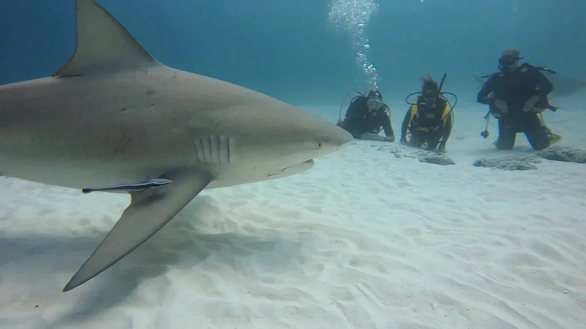 Bull shark swimming close to divers kneeling on the sand off Playa del Carmen
