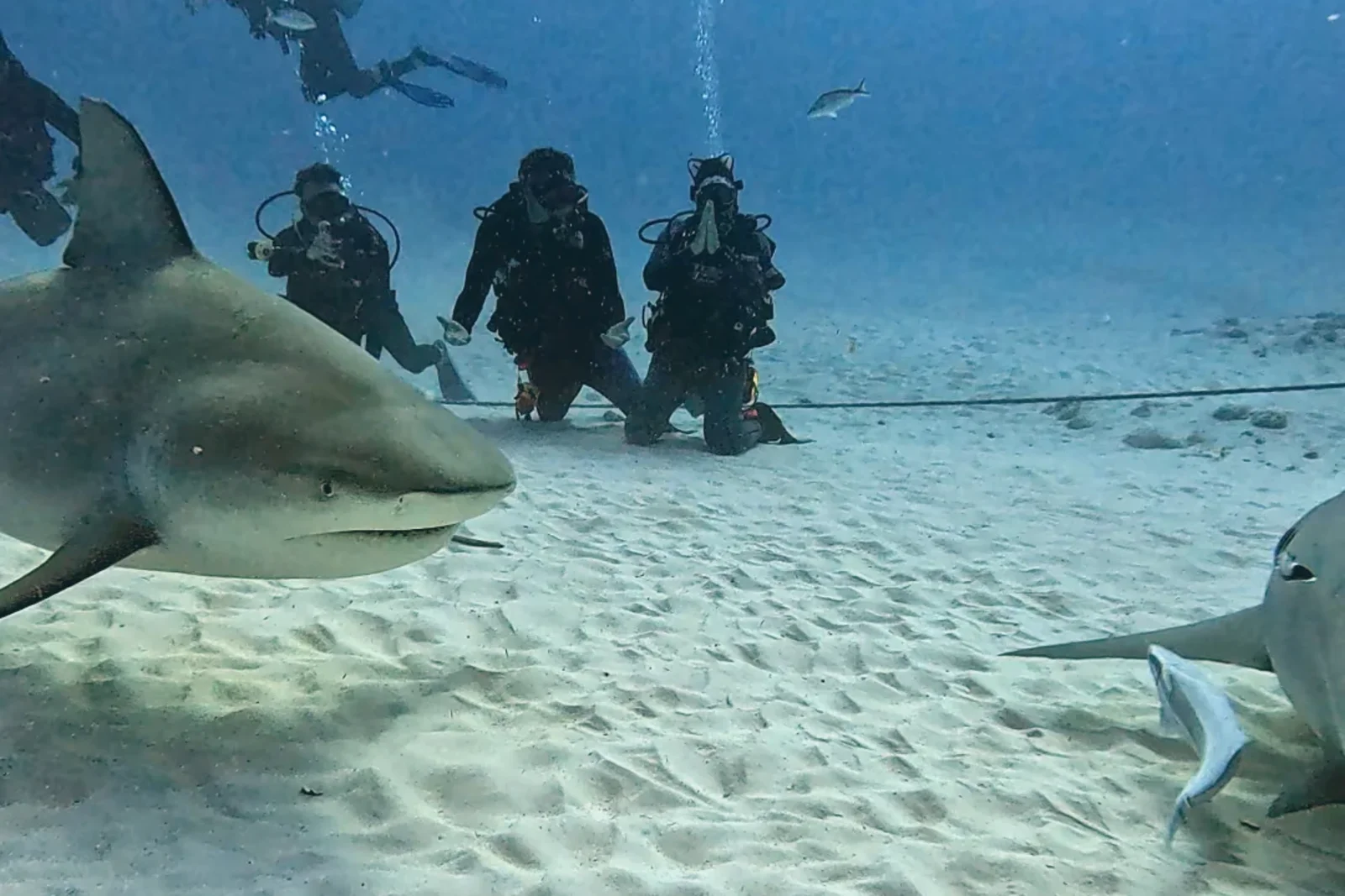 Bull shark passing in front of a group of divers kneeling on the sand