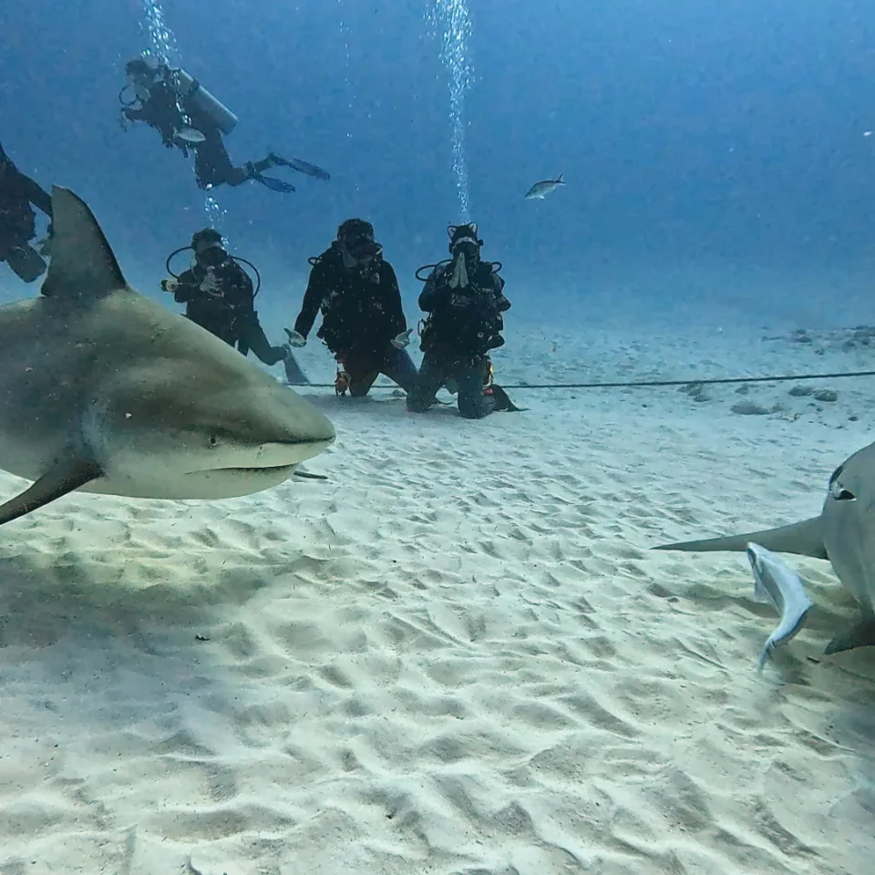 Bull shark passing in front of a group of divers off Playa del Carmen