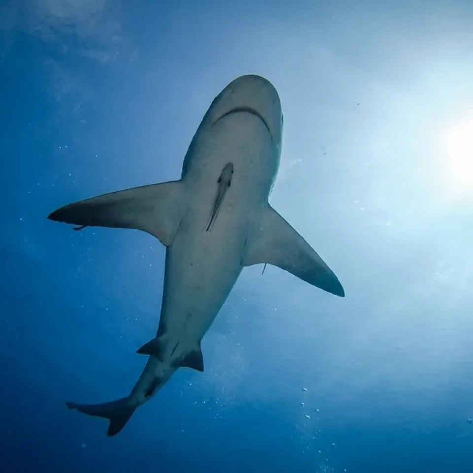Bull shark seen from below, silhouetted against the sunlight