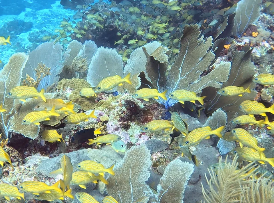 Schooling grunts and sea fans on a Cancun reef