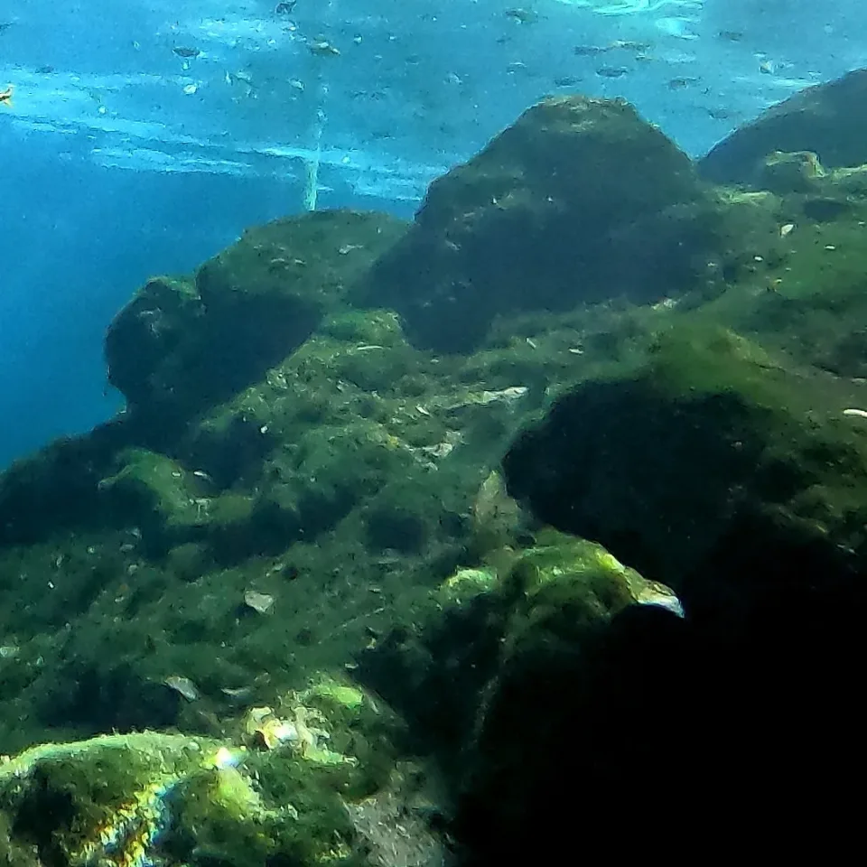 Sunlit rocks under the open-water entrance of Cenote Dream Gate