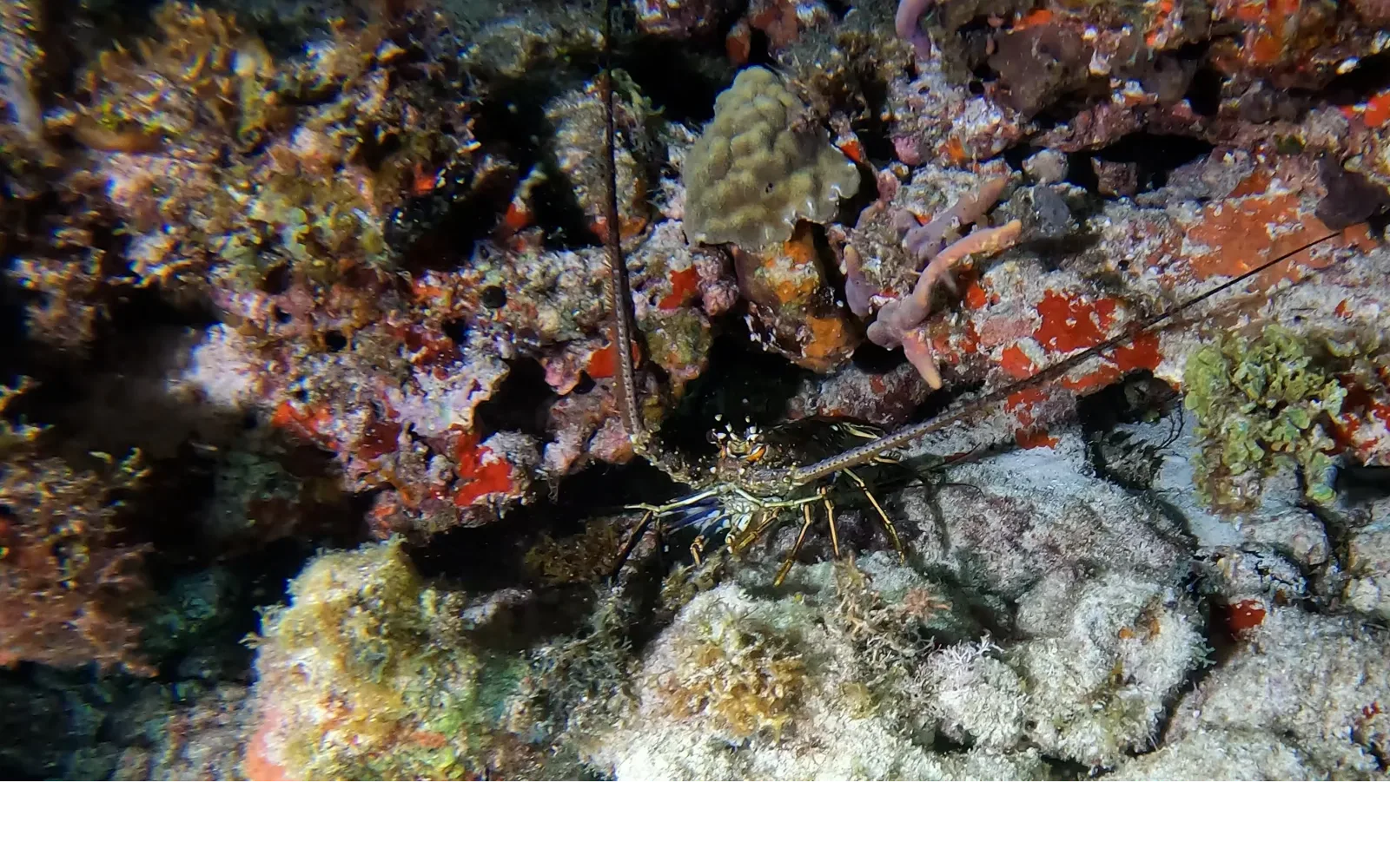 Caribbean spiny lobster out on the reef during a Cancun night dive