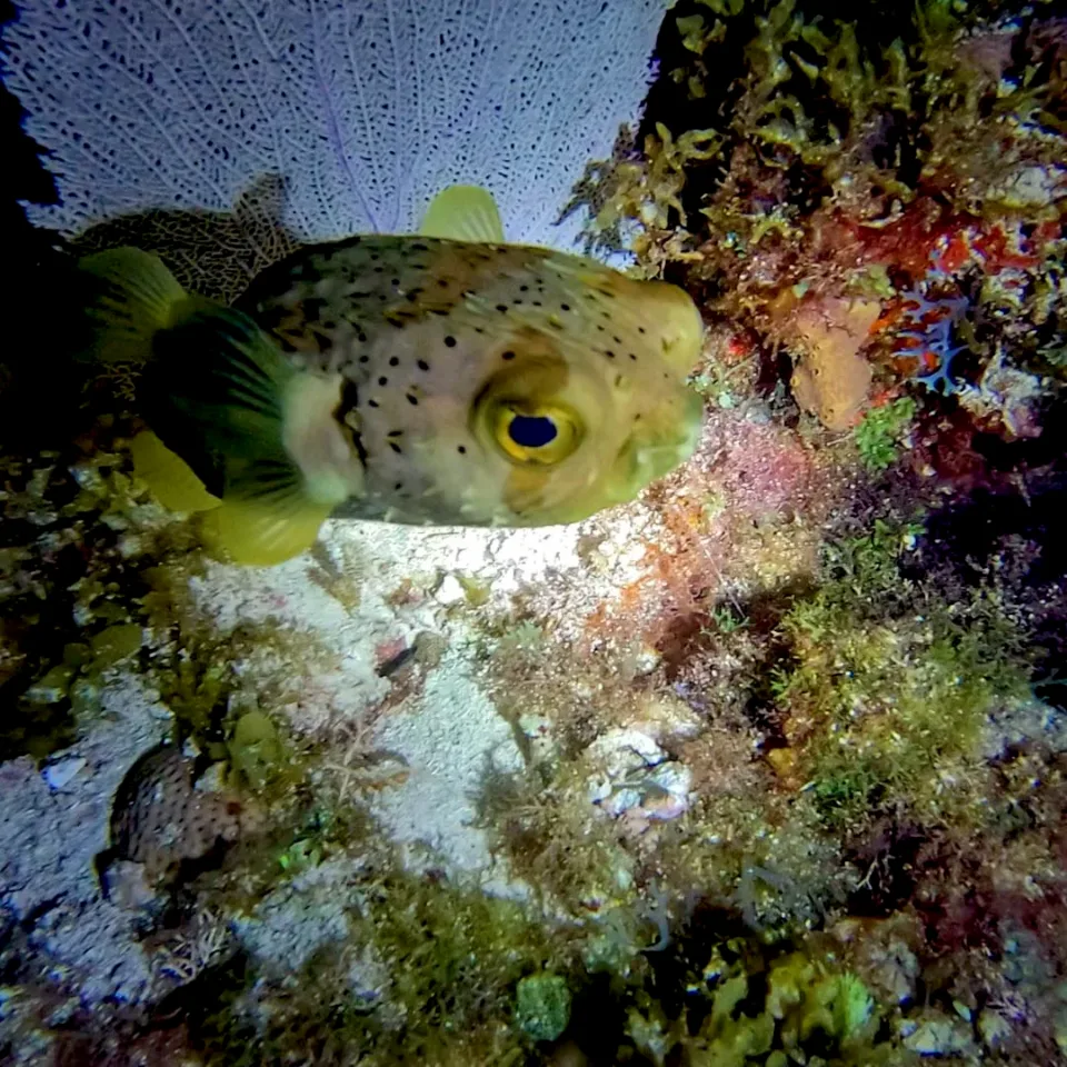 Porcupinefish resting under a sea fan on a Cancun night dive