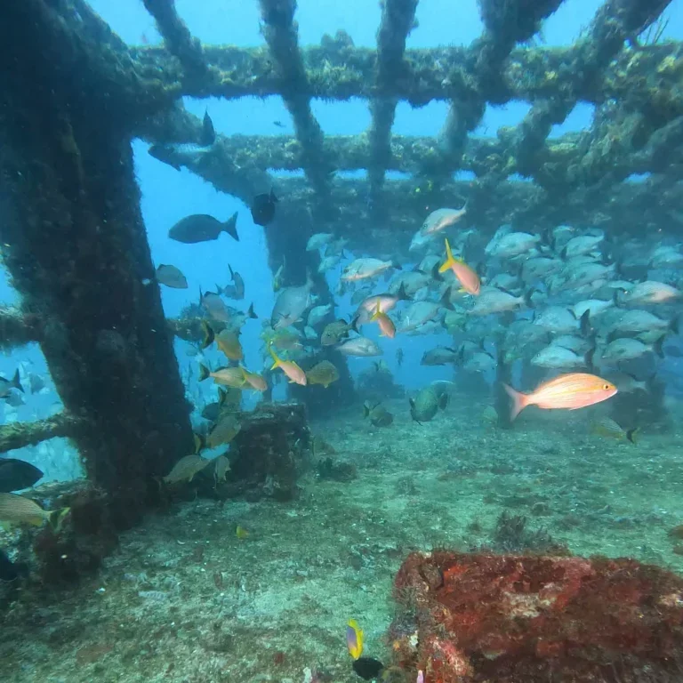 Schooling snapper around wreck structure on the 3-Day Explorer package