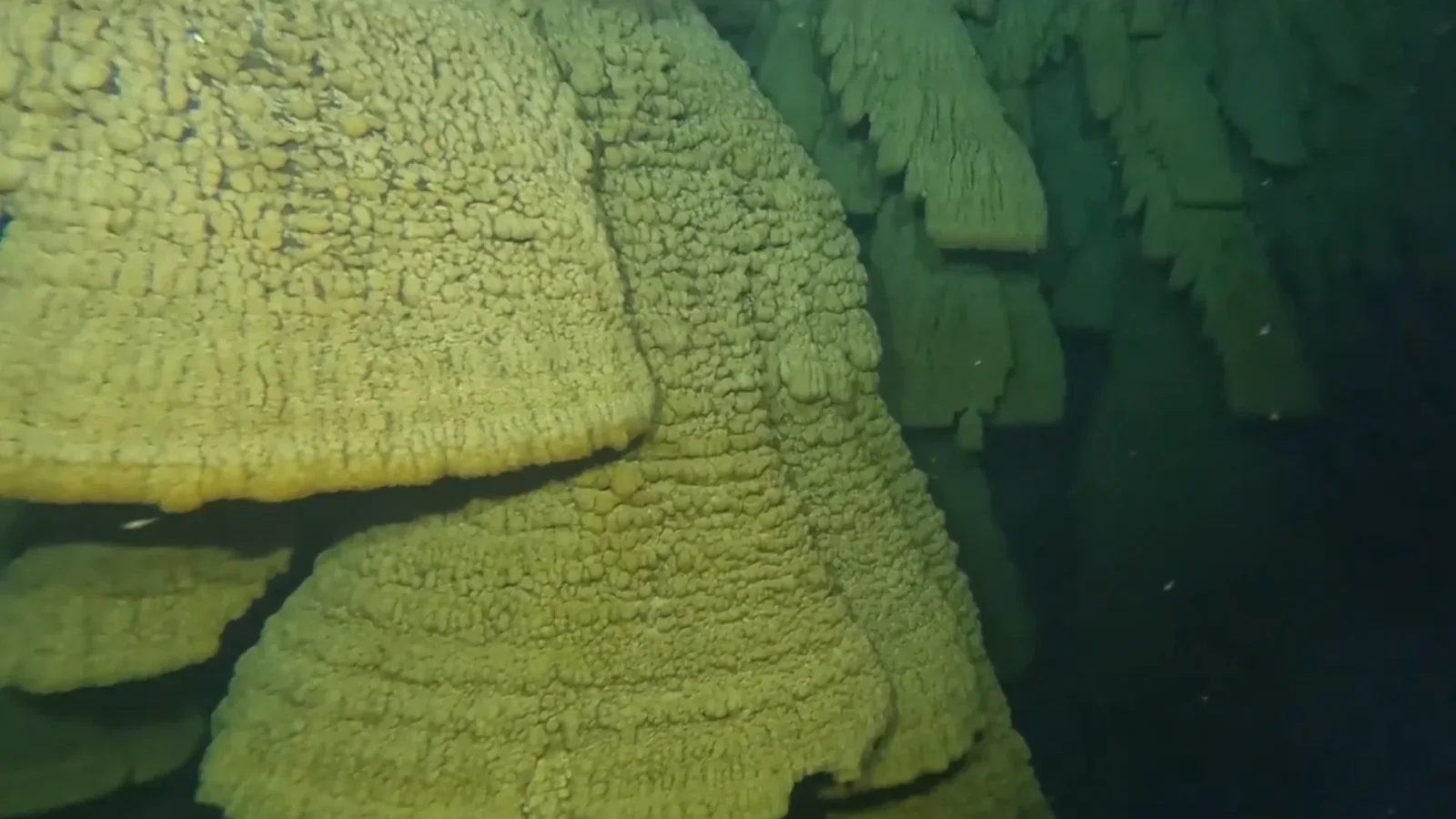 Close-up of the Hell's Bells formations in Cenote Zapote