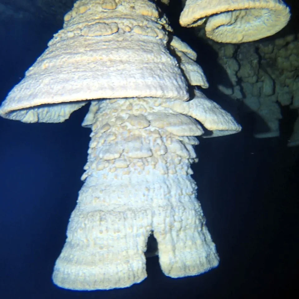 Detail of two Hell's Bells formations hanging in the dark water of Cenote Zapote