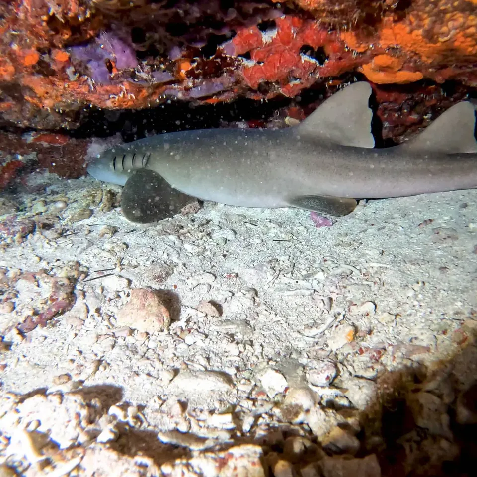 Night dive on the Cancun reef, dive light illuminating coral