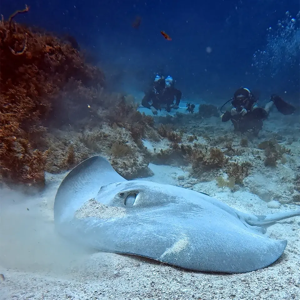 Diver on a Cancun reef during the PADI Scuba Diver course
