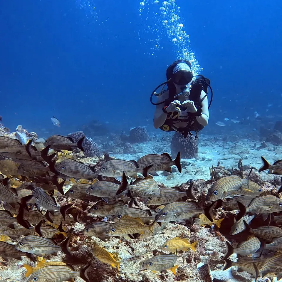 Divers descending over the Cancun reef with an Always Diving guide