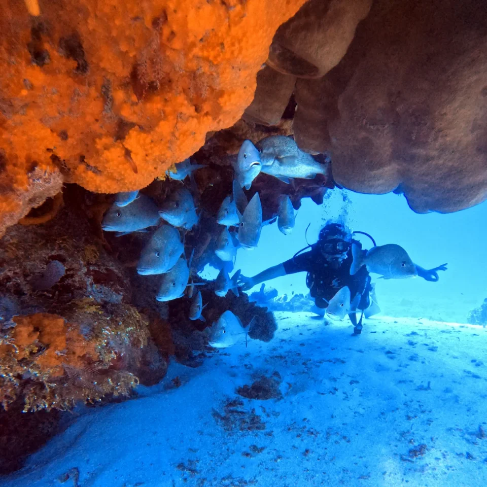 Diver signalling OK beneath a school of fish near the reef overhang