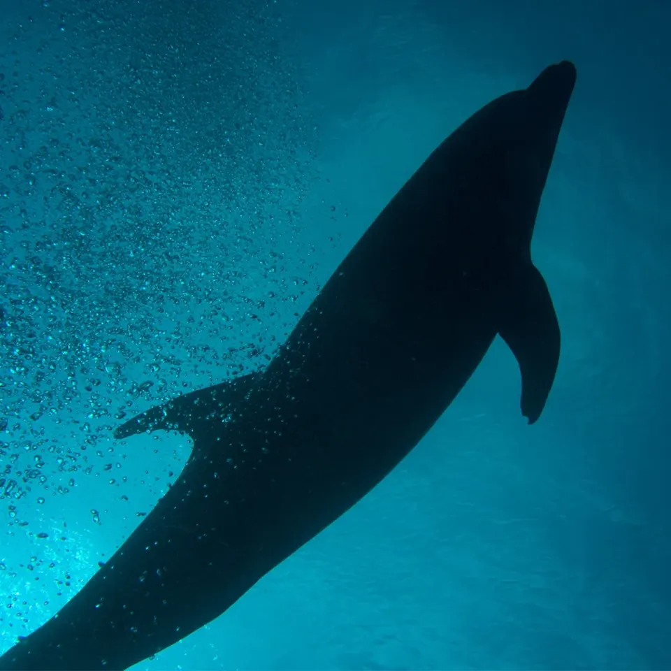 Bottlenose dolphin swimming close to divers at Socorro Island