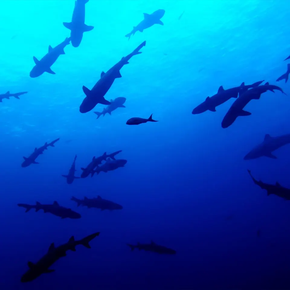 School of hammerhead sharks in the blue water of the Revillagigedo Archipelago