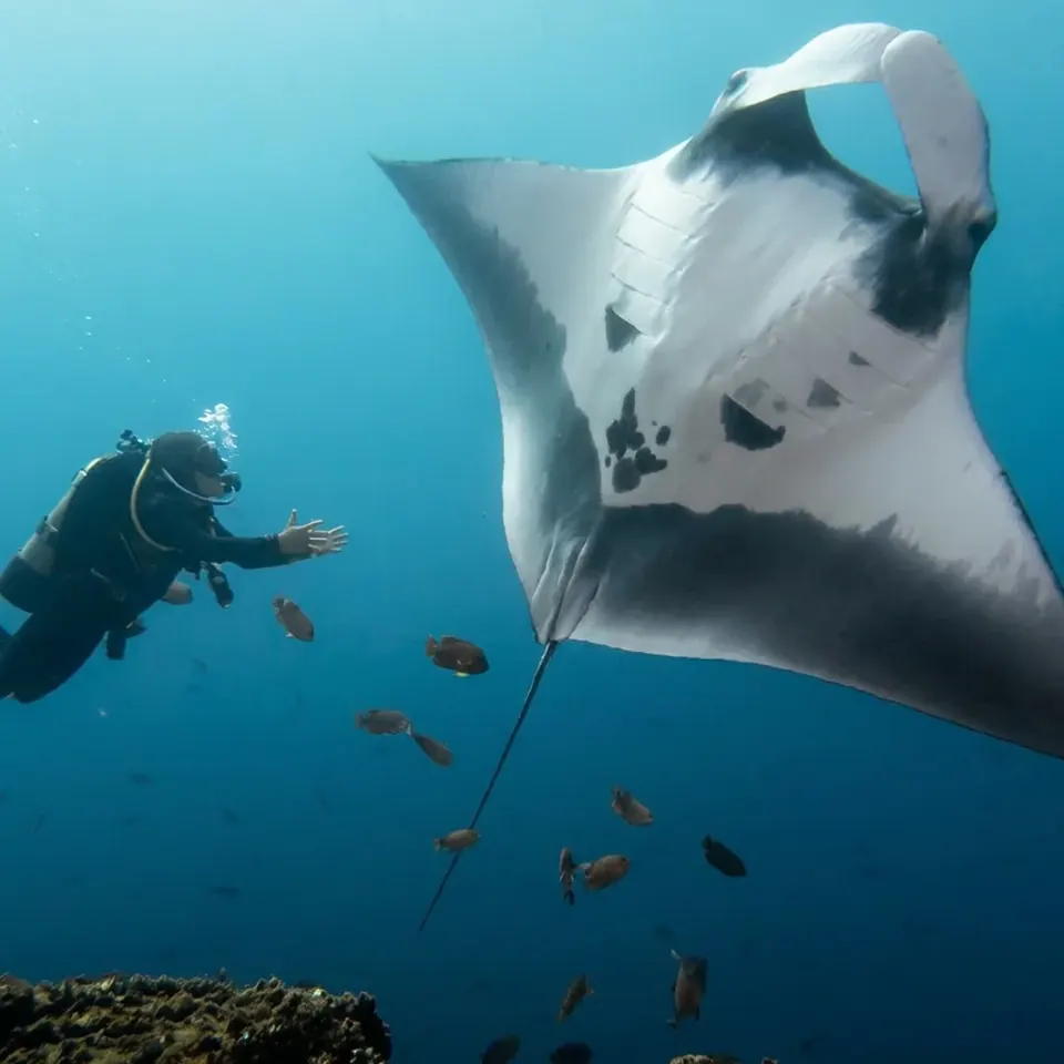 Diver meeting a giant Pacific manta ray at Socorro Island