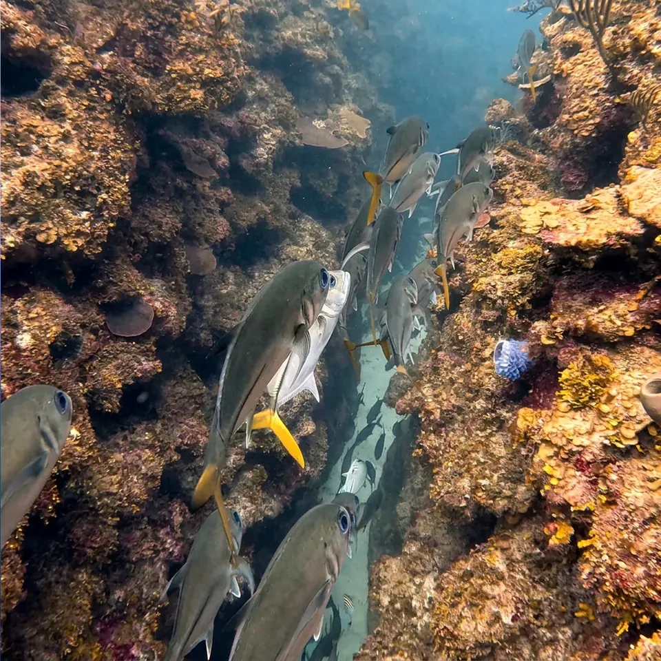 Schooling fish over a Belize reef