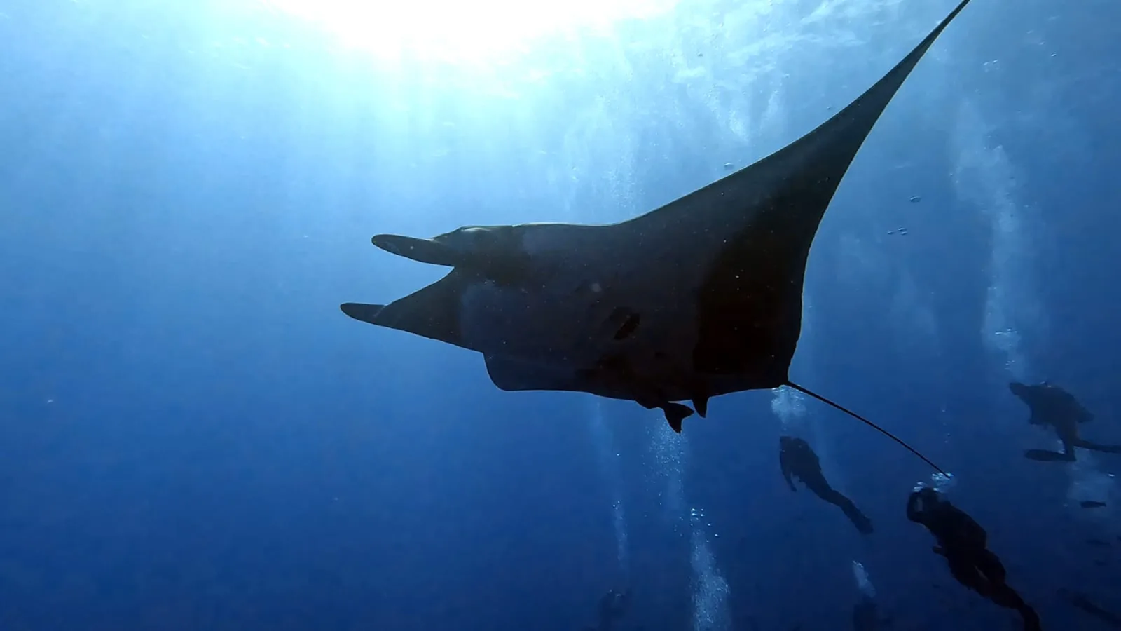 Giant Pacific manta ray passing over divers during Socorro Island diving