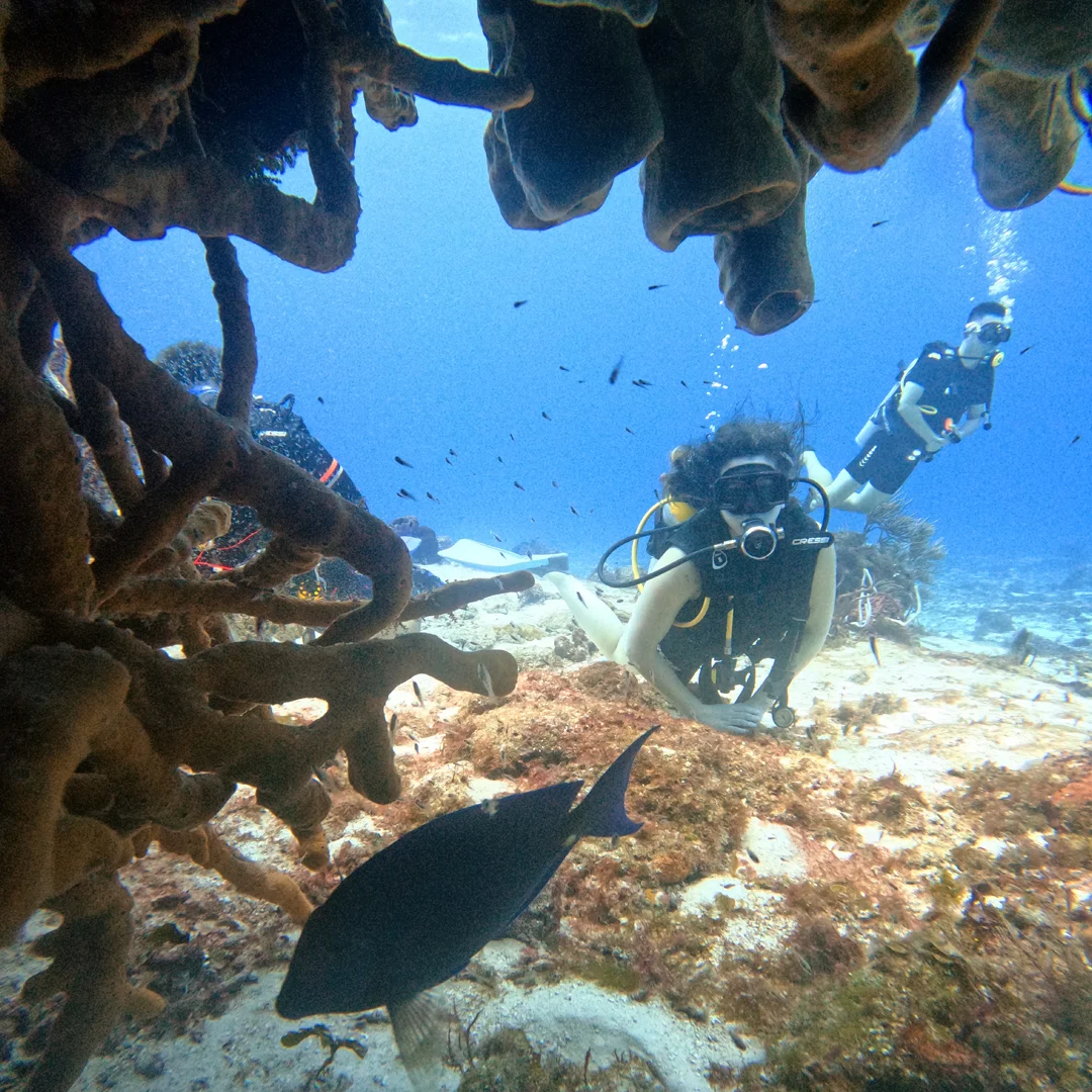 A scuba diver swimming alongside a green sea turtle over a coral reef while experiencing scuba diving in Cancun.