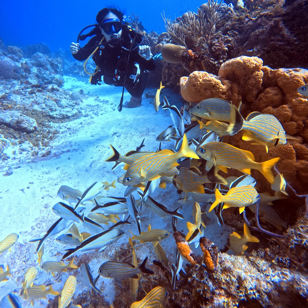 Sunlight beams illuminating the inside of a coral reef cavern filled with fish, a stunning view to experience while scuba diving in Cancun.