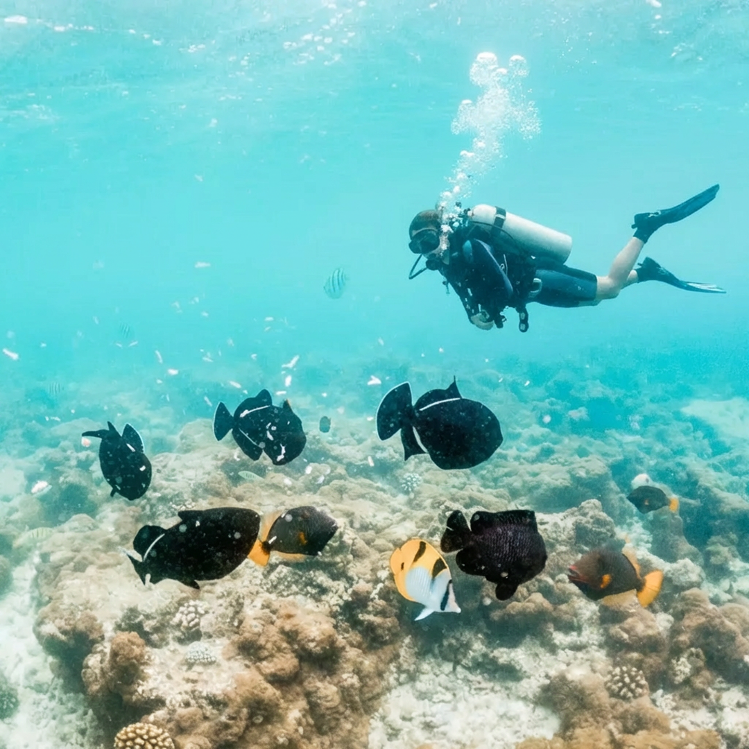 Sunlight beams illuminating the inside of a coral reef cavern filled with fish, a stunning view to experience while scuba diving in Cancun.