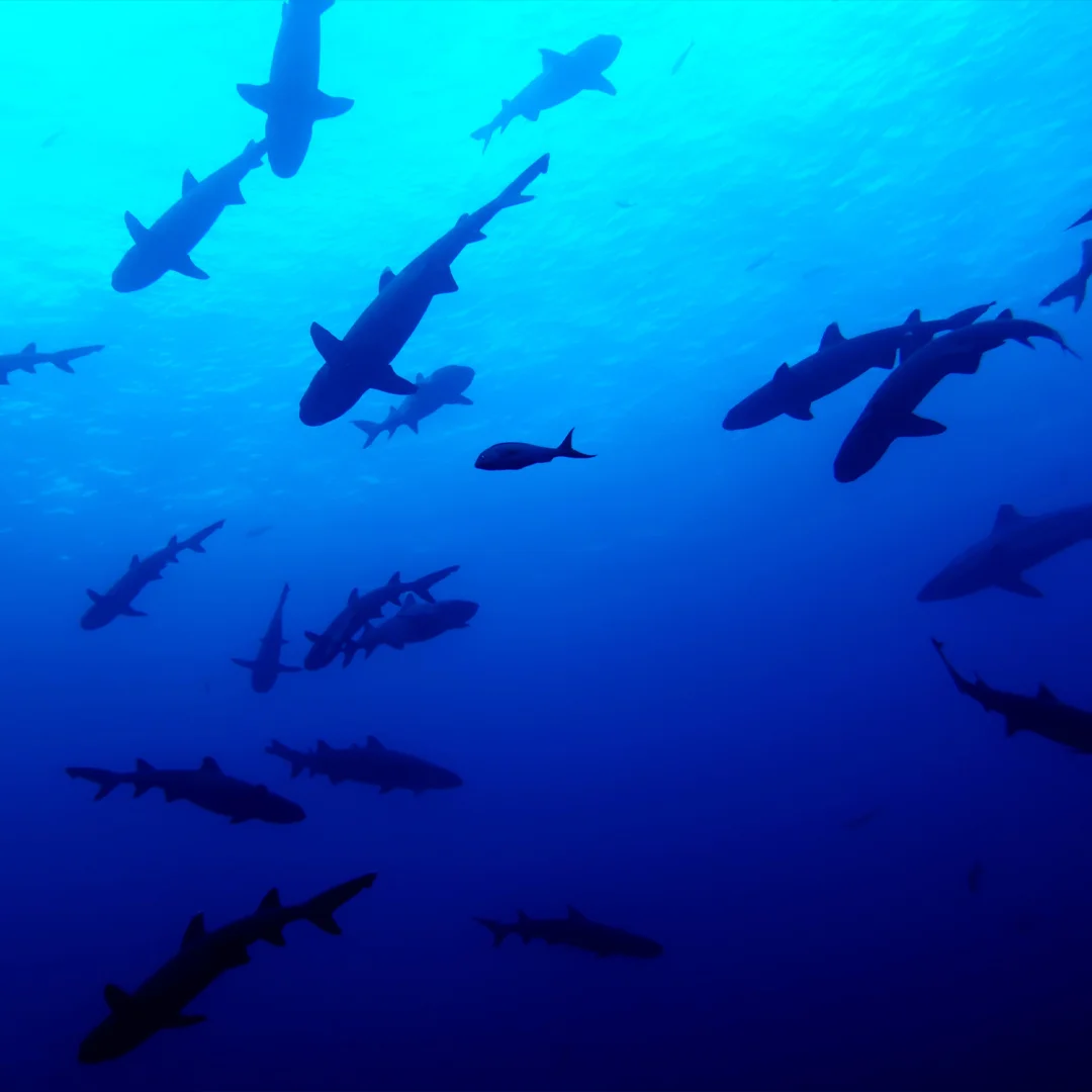 Sunlight beams illuminating the inside of a coral reef cavern filled with fish, a stunning view to experience while scuba diving in Cancun.
