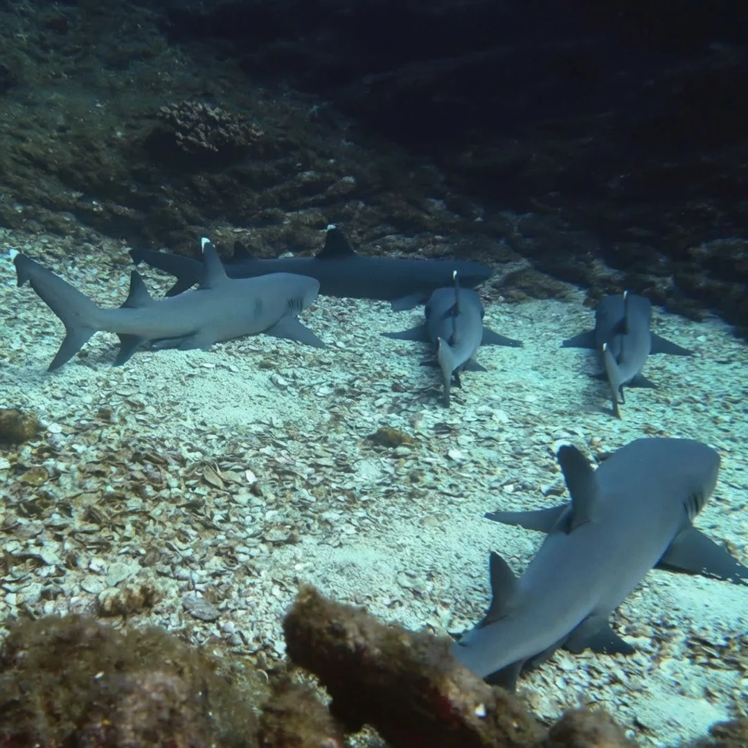 A scuba diver enjoying a close encounter with a giant manta ray while scuba diving in Cancun clear blue waters