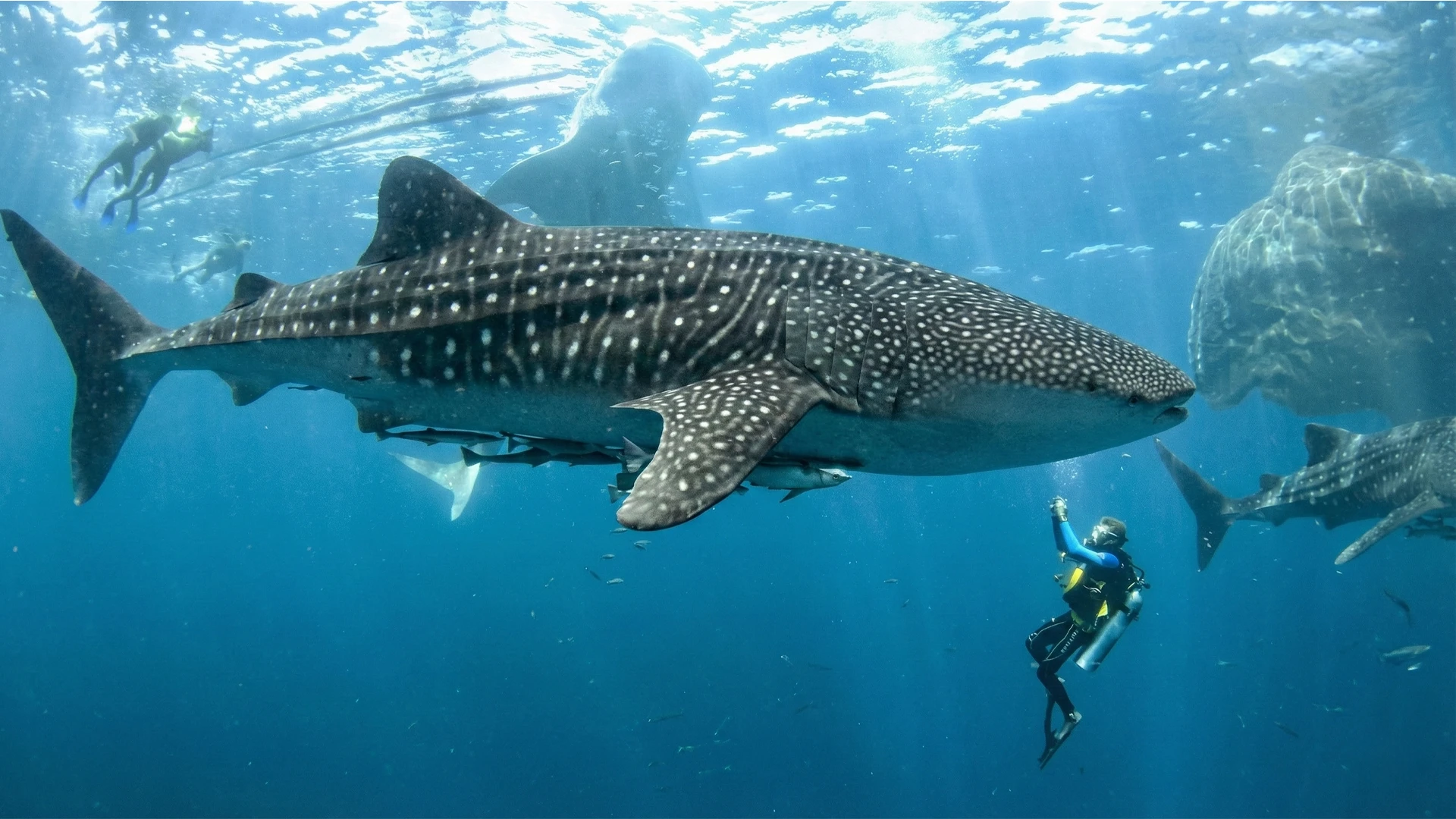 A scuba diver swimming alongside a green sea turtle over a coral reef while experiencing scuba diving in Cancun.