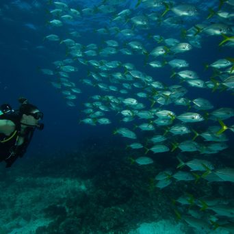 Dive MUSA underwater museum at Isla Mujeres with Always Diving