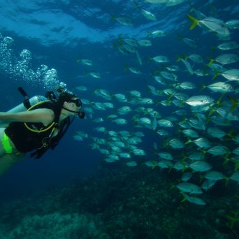 Dive MUSA underwater museum at Isla Mujeres with Always Diving