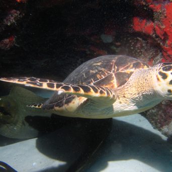 Dive in Cancun and see beautiful animals with Always Diving