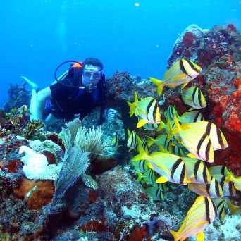 Dive in Cancun with Always Diving