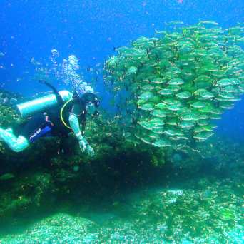 Dive in Cancun with Always Diving