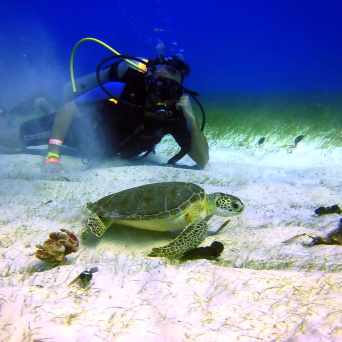 Dive in Cancun with Always Diving