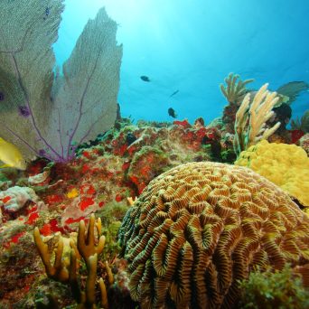 a group of different colored coral