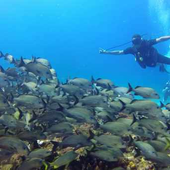 Dive in Cancun with Always Diving