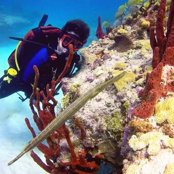 Dive in Cancun with Always Diving