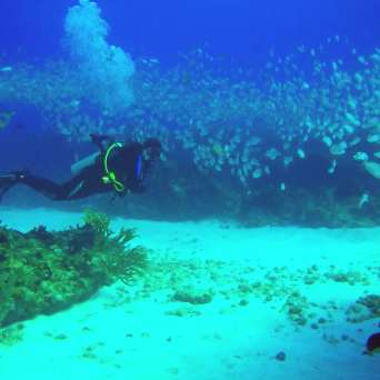 Dive in Cancun with Always Diving