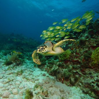 underwater view of a large rock