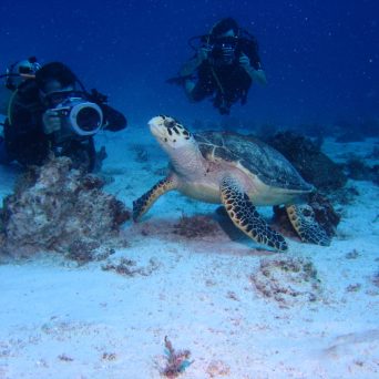 Dive in Cancun with turtles with Always Diving