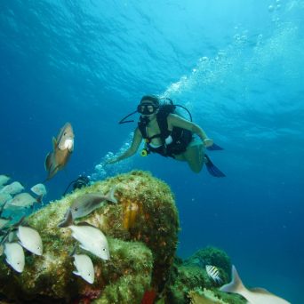 Dive MUSA underwater museum at Isla Mujeres with Always Diving