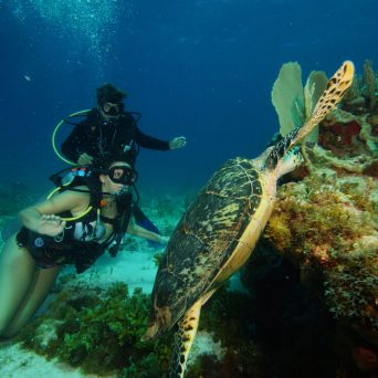 a person swimming in the water