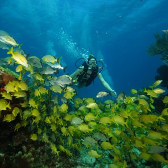 dive Cancun coral reef with Always Diving