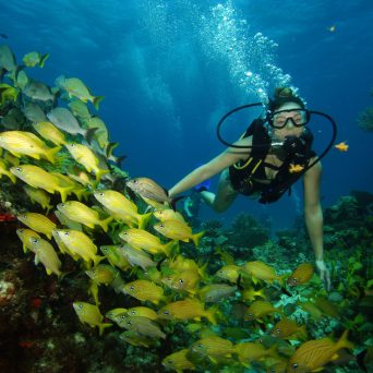dive Cancun coral reef with Always Diving