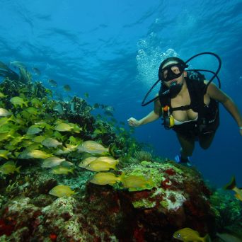 dive Cancun coral reef with Always Diving