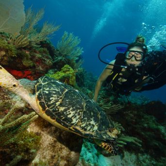 Dive with turtles in Cancun with Always Diving