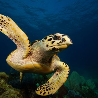 Dive with turtles in Cancun with Always Diving