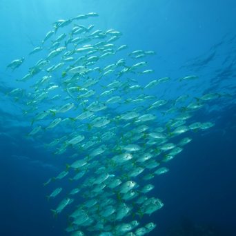 Dive with tons of fish at MUSA in Isla Mujeres with Always Diving