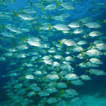 Dive with tons of fish at MUSA in Isla Mujeres with Always Diving