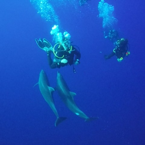 a person flying through the air while swimming