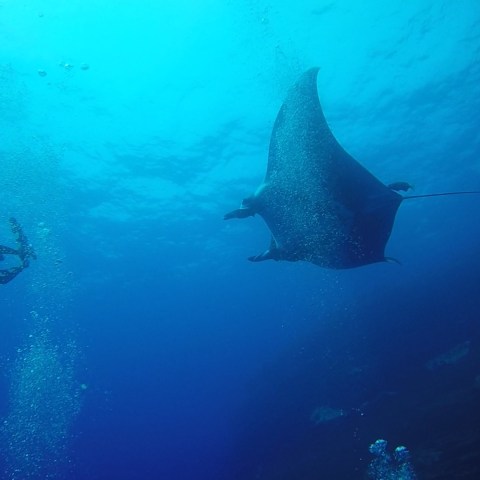 a fish swimming under water